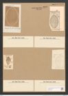 Cocconeis lamprosticta Greg. (de-Toni-Nr.: Genus 40, Species 1874) Zeichnungen Sammlung Grunow Nr. 3696 (NHMW-BOT-W0371321)